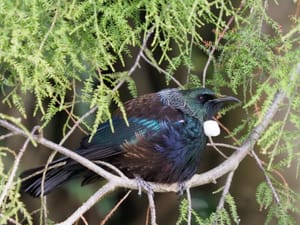 Tui Fluffed Up