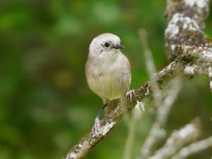 New Zealand Whitehead (Pōpokotea)