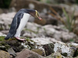 Hoiho - Yellow-eyed Penguin