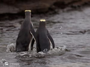 A Pair of Yellow-eyed Penguins (Hoiho) Meet Up