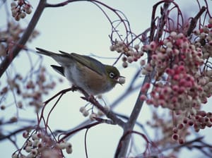 Waxeye (Tauhou) on Berries