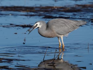 White-face heron with crab