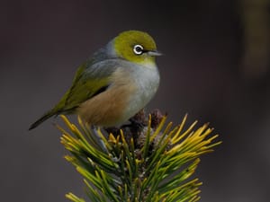 Portrait of a Tauhou (Silver-eye or Waxeye)