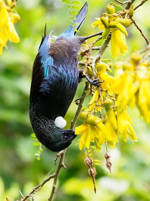 Tui on Kowhai