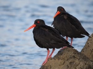 Variable Oystercatchers