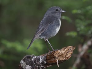 South Island Robin (Toutouwai)