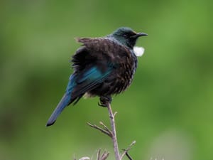 Tui on Flax