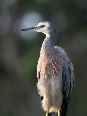 Portrait of a Matuku