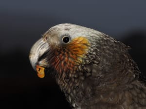 Portrait of a Kaka