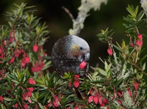 Kaka Feeding on Fuschia Flowers