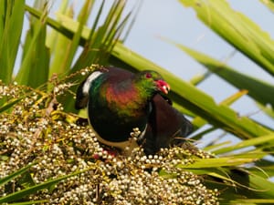 Kereru Feeding on Cabbage Tree Berries