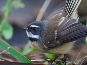 Portrait of a Fantail