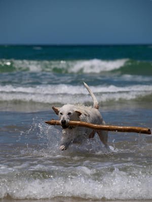 Dog on Beach