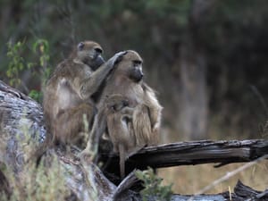 Chacma Baboon Family