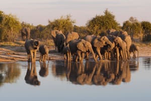 Elephants at Waterhole