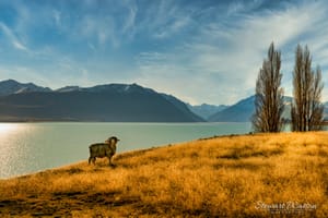 Portrait of a Ram