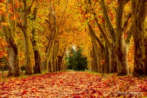 Avenue through the trees