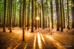 Sun rays in the Redwoods