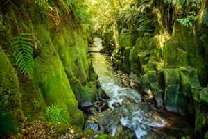 Whirinaki canyon