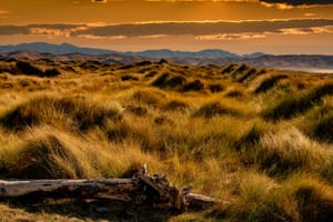 Grass covered sand dunes