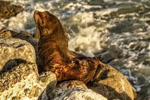 Baby seal