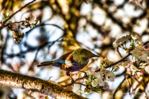 Cute little bird amongst the blossom