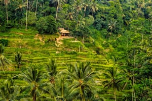 Tegallalang Rice Terraces in Ubud