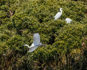 Kotuku on the wing