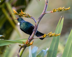 Tui enjoying the sun