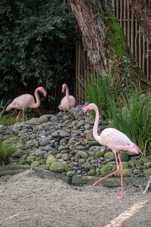 Three Flamingo