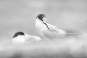 Preening Tern