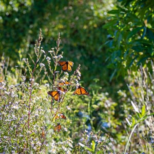 Paripuma Garden Butterflies