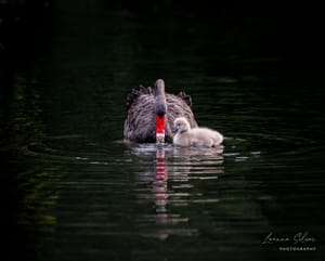 Swan and cygnet