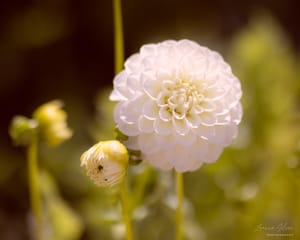 First dahlias out