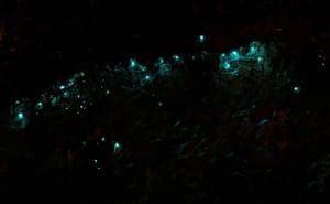 Glow Worms