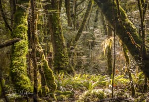 Lake Hauroko bush