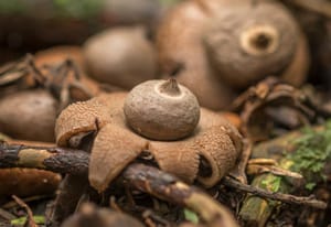 Earthstar