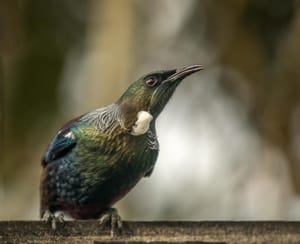 Tui on our birdtable