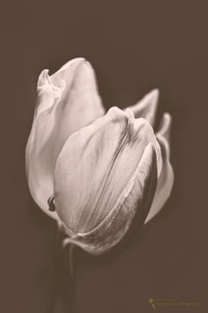 Tulip