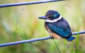 Kingfisher