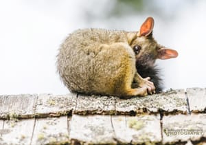 Possum with One Eye on You