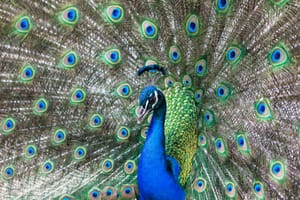 Peacock