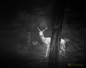 White Stag