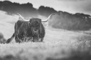 Highland Cow