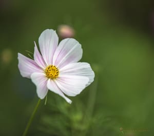 Wild Flower Glows