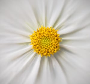 White Flower Macro