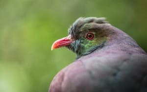 Kereru (Wood Pigeon)