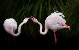 Pink Flamingo