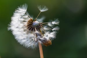 Dandelion Seeds