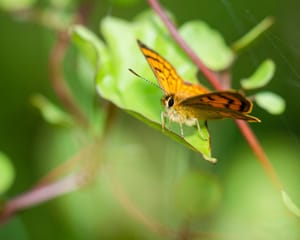 The flutterby butterfly